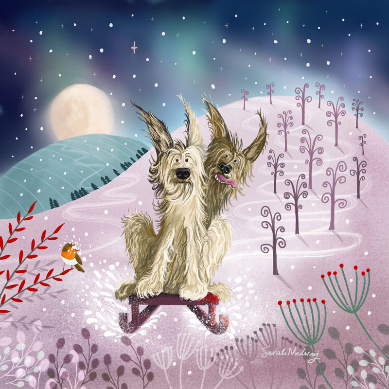 berger picard dog illustration greeting cards